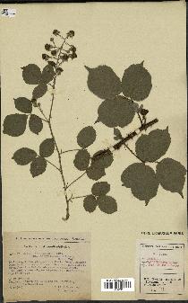 spécimen de Rubus vallisparsus