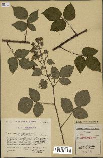 spécimen de Rubus vallisparsus