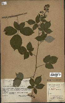 spécimen de Rubus sp.