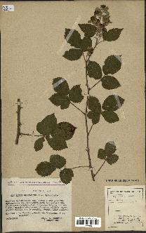 spécimen de Rubus sp.