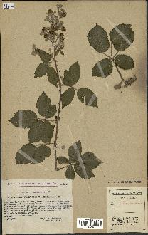 spécimen de Rubus sp.