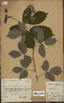 spécimen de Rubus sp.