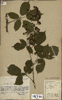spécimen de Rubus sp.