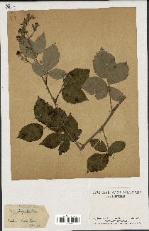spécimen de Rubus thyrsoideus