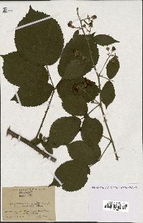 spécimen de Rubus rhamnifolius