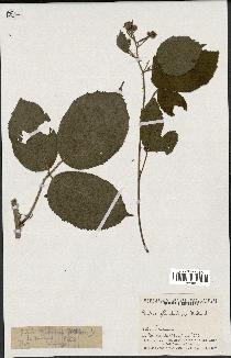 spécimen de Rubus glandulosus