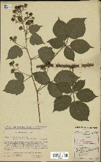 spécimen de Rubus vulgaris