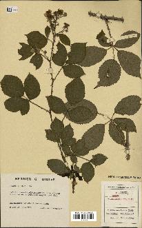 spécimen de Rubus vulgaris