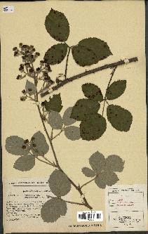 spécimen de Rubus vestitus