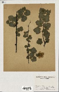 spécimen de Rubus sp.