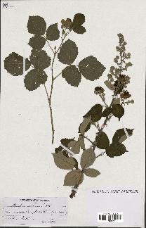 spécimen de Rubus collinus