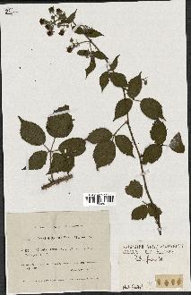 spécimen de Rubus fuscus