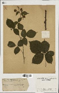 spécimen de Rubus acuminatus