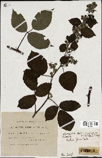 spécimen de Rubus foliosus