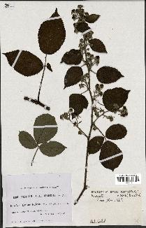 spécimen de Rubus foliosus