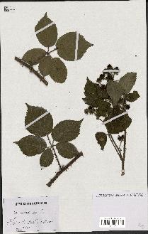 spécimen de Rubus mutabilis