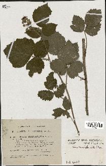 spécimen de Rubus macrophyllus