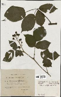 spécimen de Rubus macrophyllus