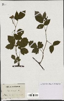 spécimen de Rubus carneistylus