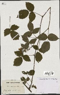 spécimen de Rubus carneistylus