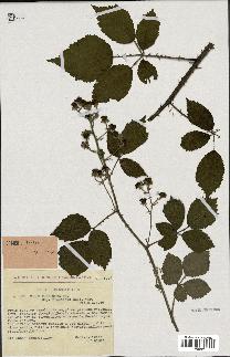 spécimen de Rubus pubescens