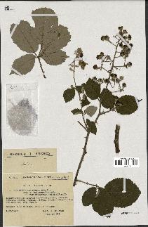 spécimen de Rubus ulmifolius