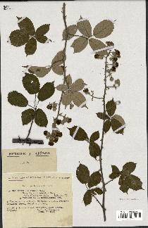 spécimen de Rubus ulmifolius