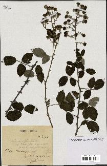 spécimen de Rubus ulmifolius