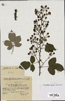 spécimen de Rubus ulmifolius