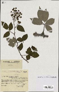 spécimen de Rubus ulmifolius