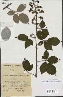 spécimen de Rubus ulmifolius