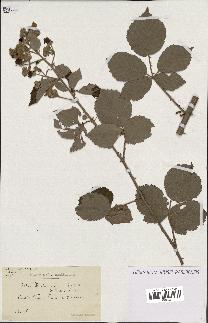spécimen de Rubus procerus