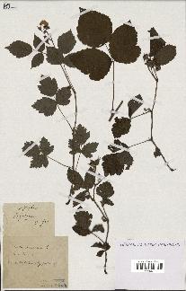 spécimen de Rubus ligerinus