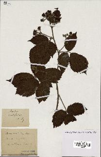 spécimen de Rubus multifidus