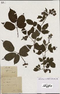 spécimen de Rubus rufescens