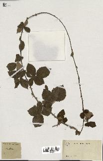 spécimen de Rubus tomentosus