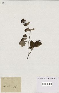 spécimen de Rubus tomentosus