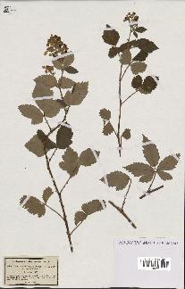 spécimen de Rubus tomentosus