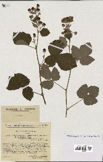 spécimen de Rubus tomentosus