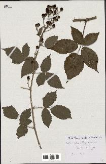 spécimen de Rubus thyrsanthus