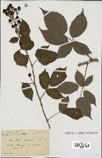 spécimen de Rubus thyrsanthus