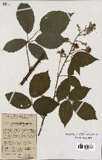 spécimen de Rubus thyrsoideus