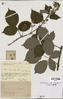 spécimen de Rubus thyrsoideus