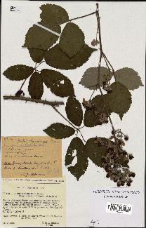 spécimen de Rubus thyrsoideus