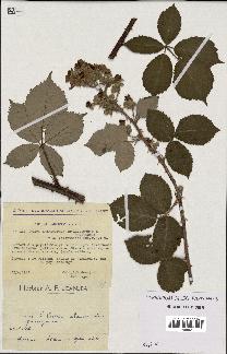 spécimen de Rubus thyrsoideus