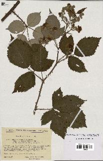 spécimen de Rubus thyrsoideus
