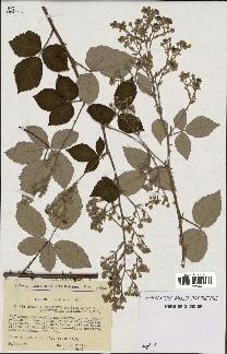 spécimen de Rubus thyrsoideus