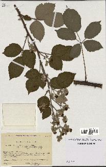 spécimen de Rubus thyrsoideus