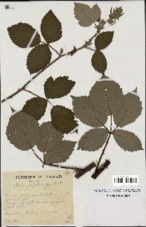 spécimen de Rubus phyllostachys