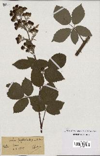 spécimen de Rubus phyllostachys